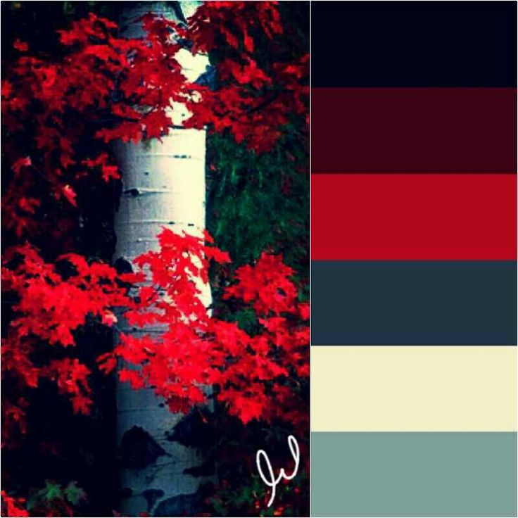 the color scheme is red, white and black with an image of a birch tree