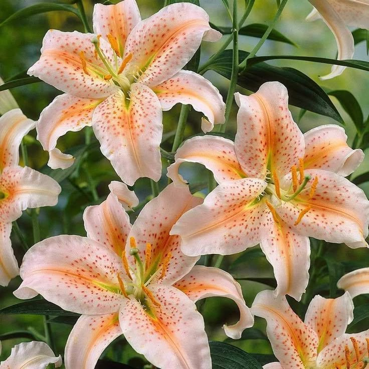 orange and white lilies are blooming in the garden, with green leaves around them