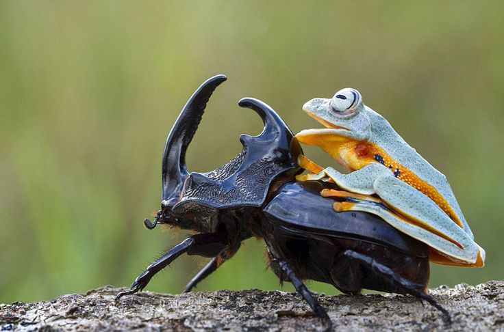 two black and yellow bugs sitting on top of each other