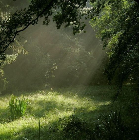 the sun is shining through the trees and grass