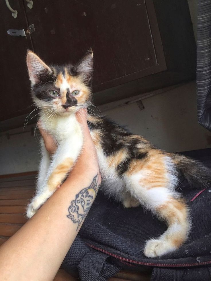 a cat sitting on top of a black bag being held by someone's hand