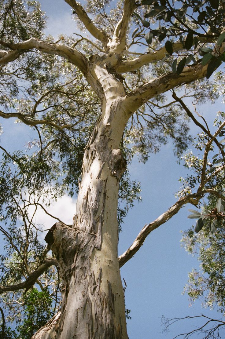 a tall tree with lots of leaves on it's branches and sky in the background