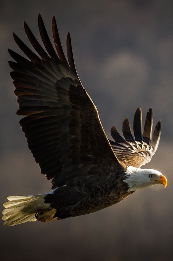 an eagle flying through the air with its wings spread