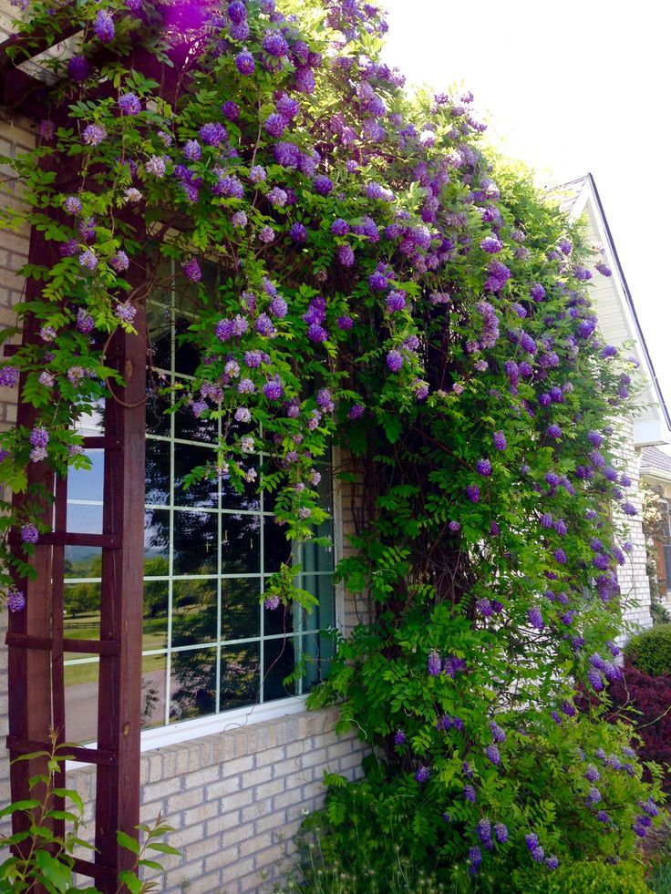 purple flowers growing up the side of a brick building