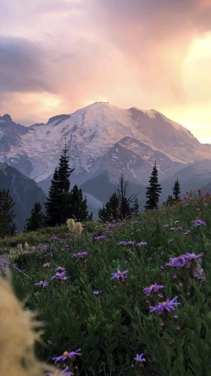 the mountains are covered in snow and purple flowers