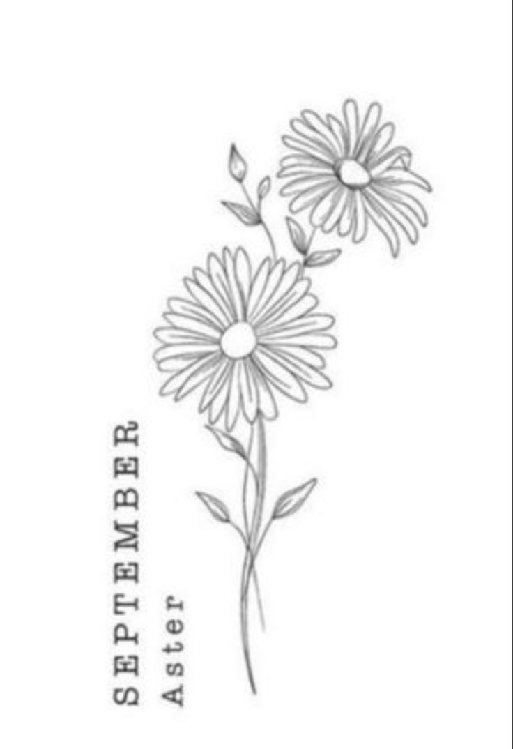 a drawing of two daisies on a white background