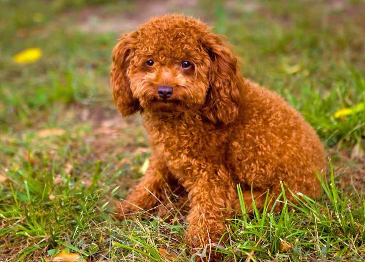 a small brown dog sitting on top of a lush green field