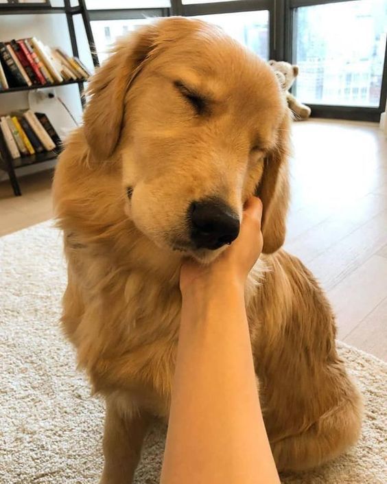 a person petting a dog on the nose with their hand in front of it