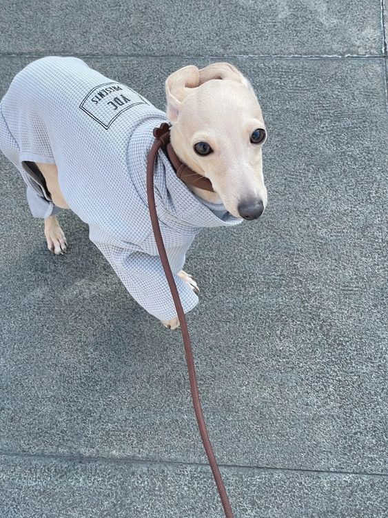 a small dog wearing a sweater and leash