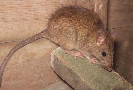 a rat sitting on top of a piece of wood