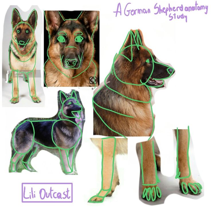 an image of a dog with green string around it's eyes and legs in different positions