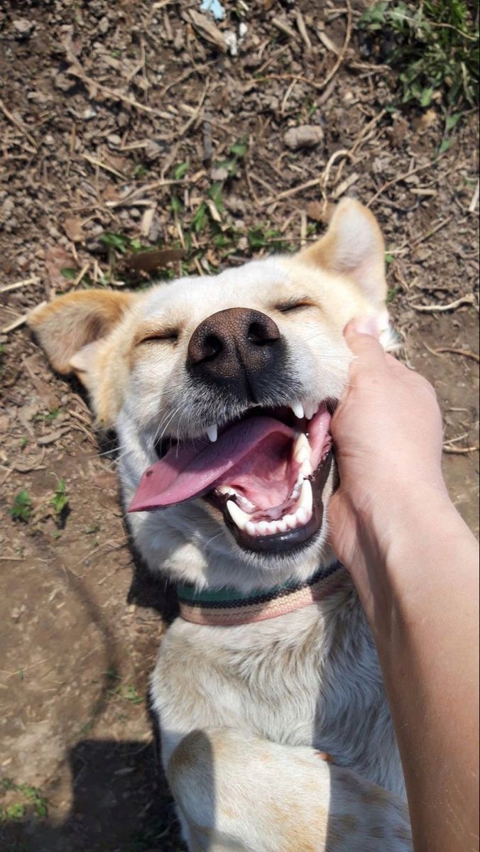 a person petting a dog with its mouth open and tongue out in the dirt