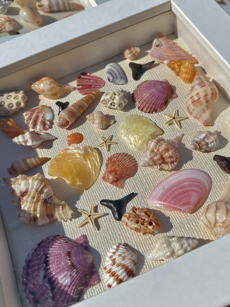 a box filled with lots of different types of seashells on top of a table