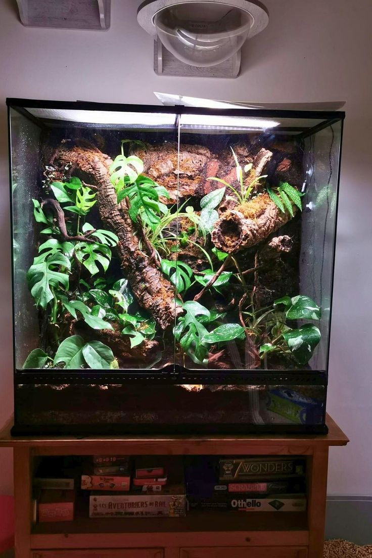 an aquarium filled with plants and rocks on top of a wooden table in front of a wall