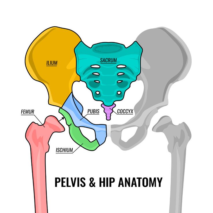 the pelvicis and hip anatomy is shown in this diagram, with different colors