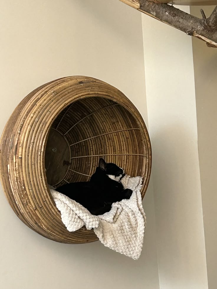 a cat is laying in a basket on the wall next to a tree branch and clothes