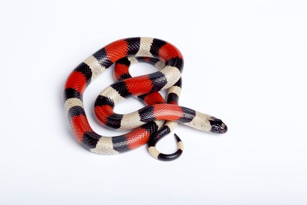 a red, black and white snake on a white background