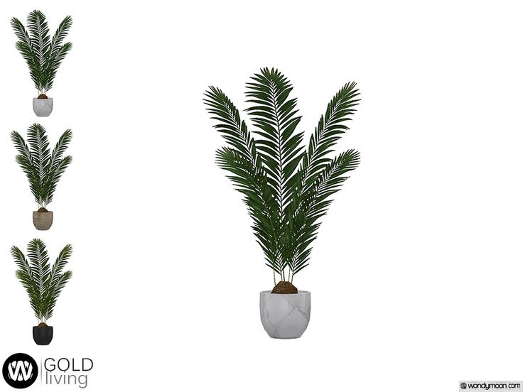 three potted plants in different shapes and sizes, with the words gold living below them