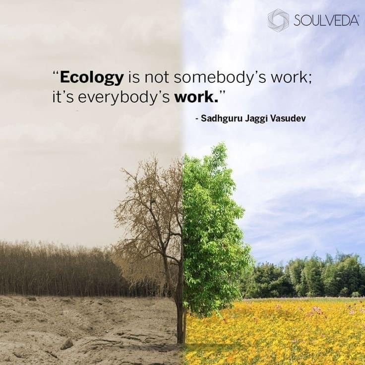 there is a tree in the middle of two pictures, one has a quote on it that says ecology is not somebody's work it's everybody's work