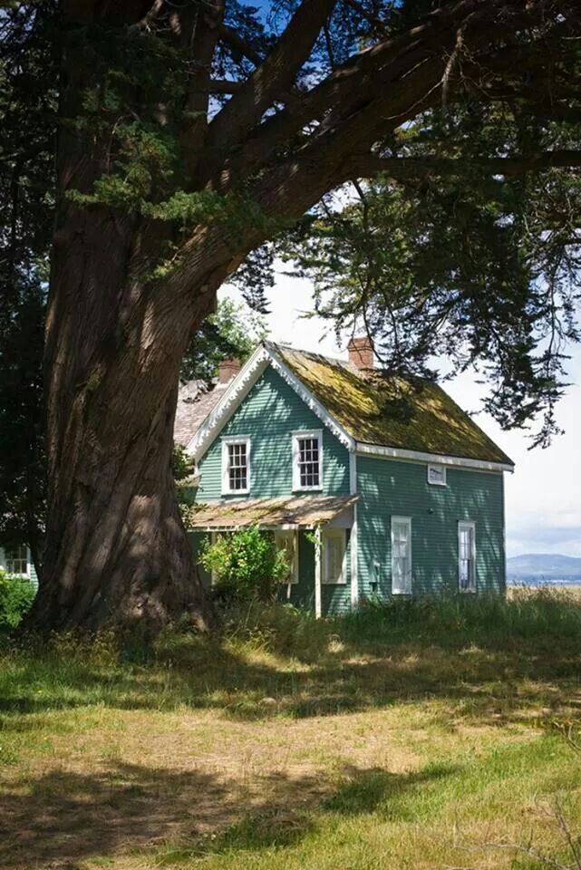 a green house sitting under a large tree