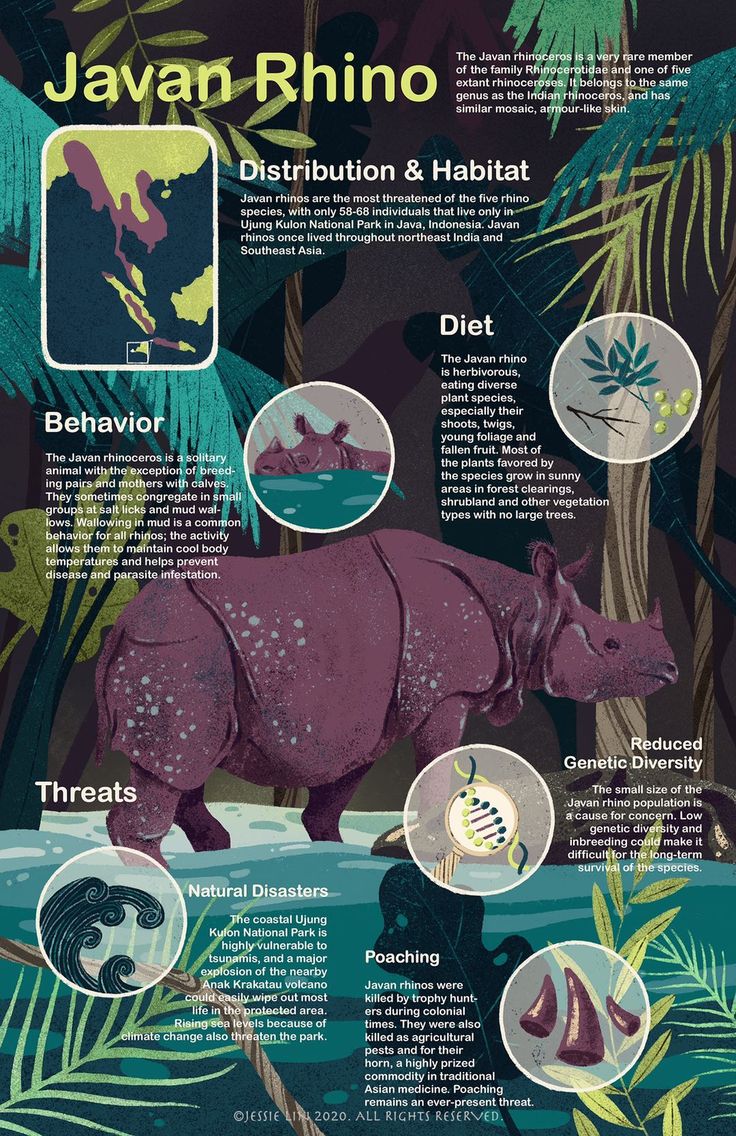 a rhinoceros and other animals are depicted in this info sheet for the zoo