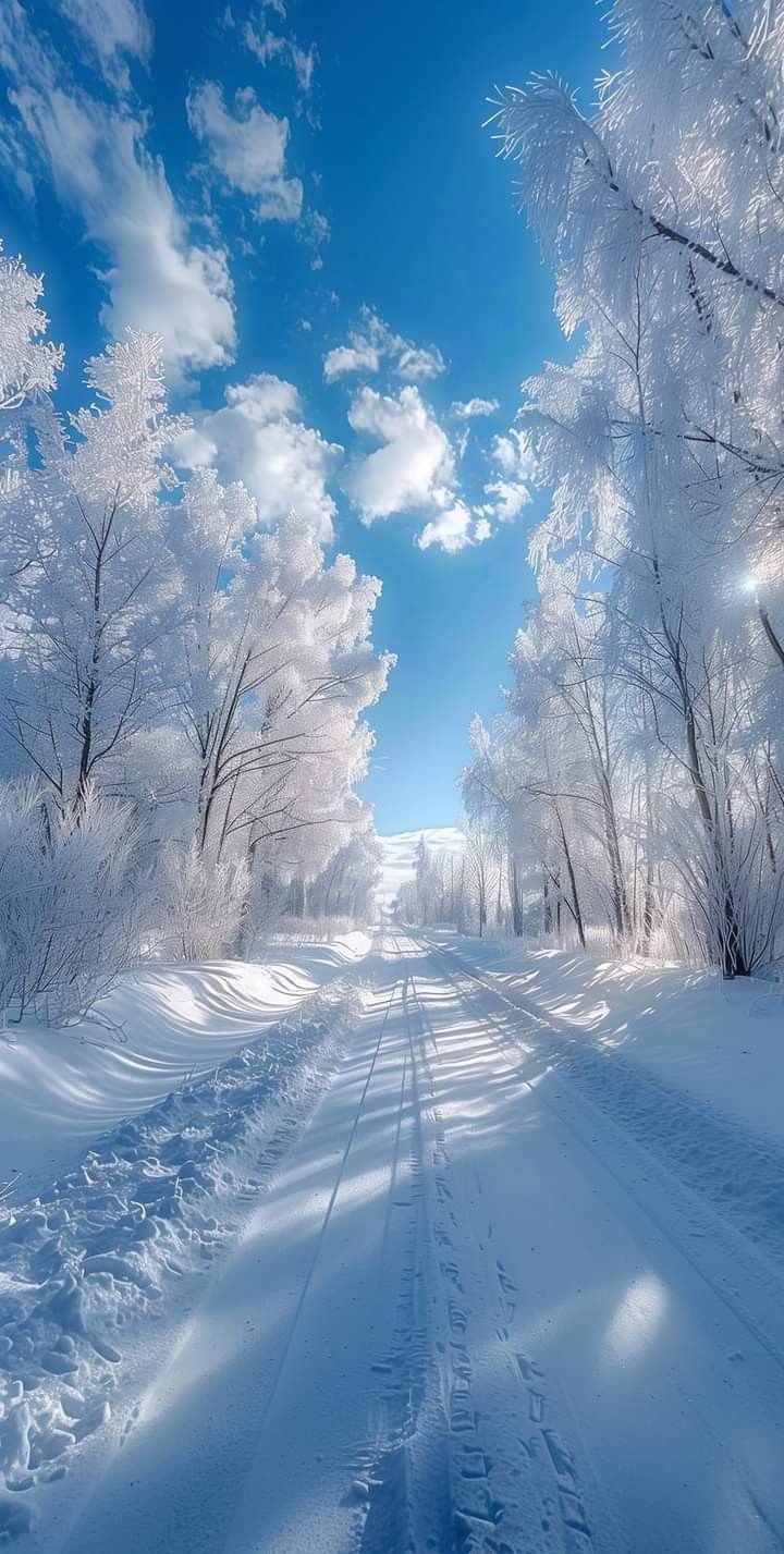 the sun shines brightly through the trees and snow covered ground on a snowy road