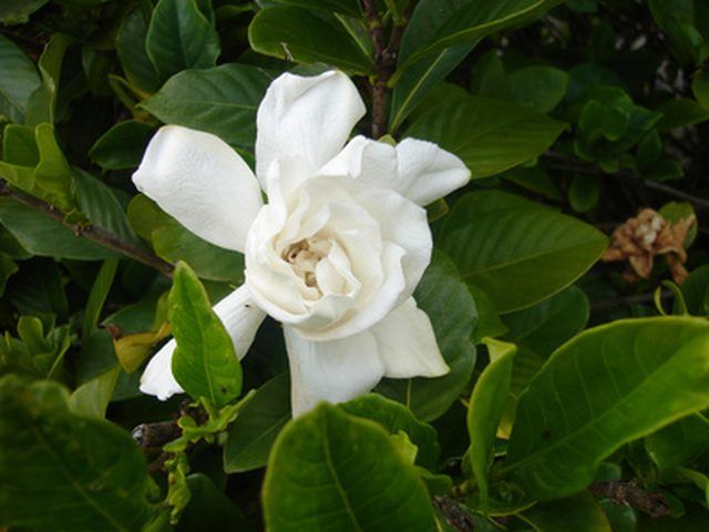 a white flower with green leaves around it