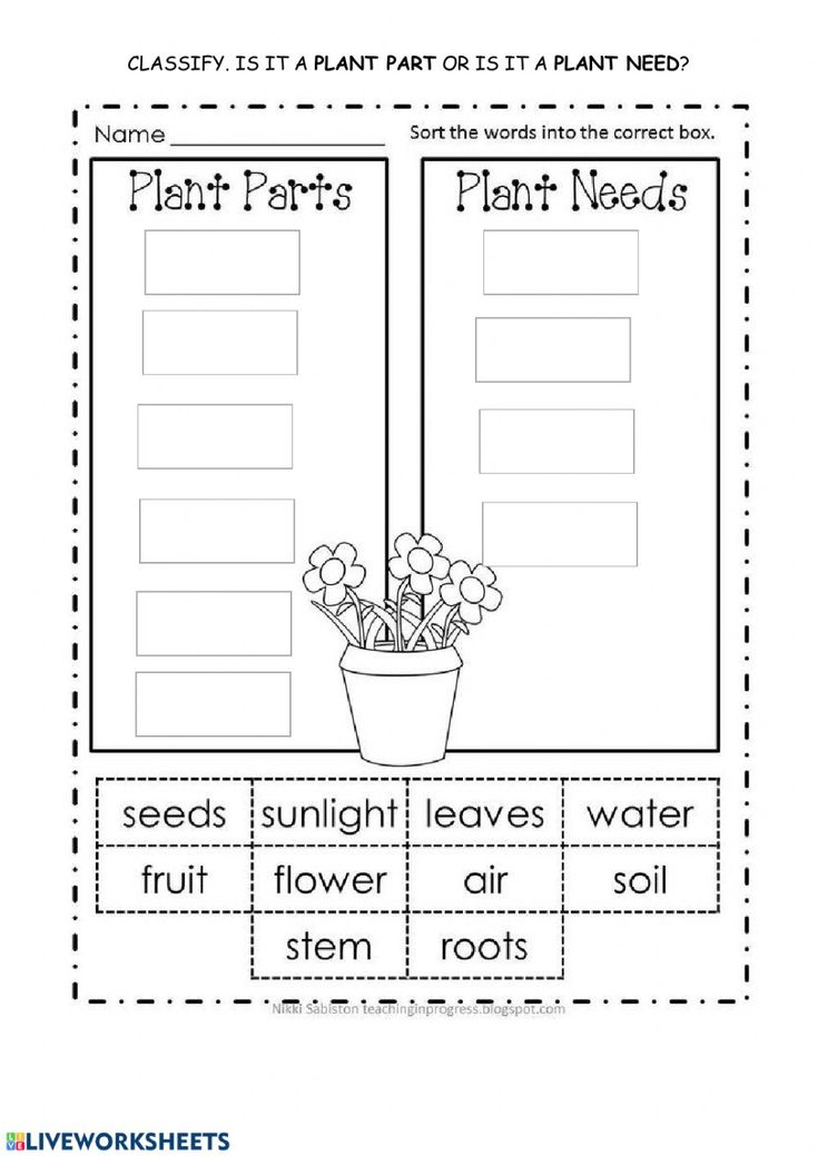 plant parts worksheet with flowers and plants in the pot on top of it