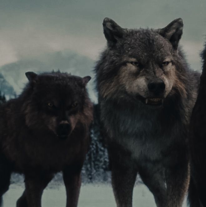 three wolfs standing in the snow with mountains in the background