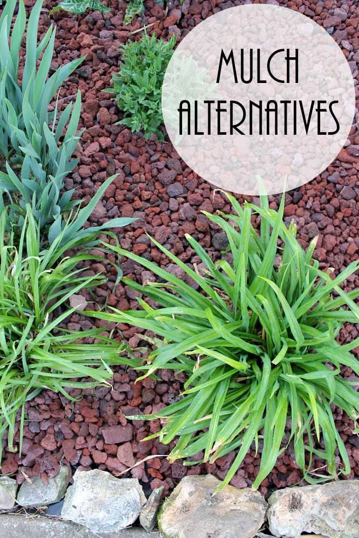 some plants that are growing out of the ground in front of rocks and gravel with text overlay reading mulch alternatives