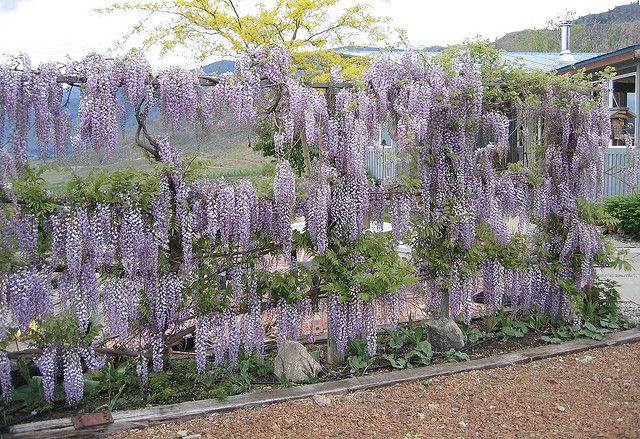 purple flowers are growing on the side of a building in front of a fence and trees