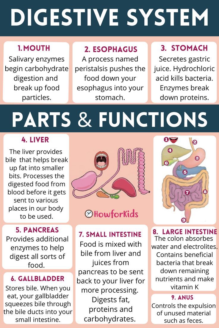 an info sheet describing the different types of digests and their functions in human body