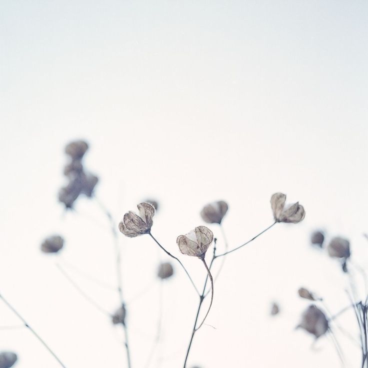 some very pretty flowers in front of a white sky