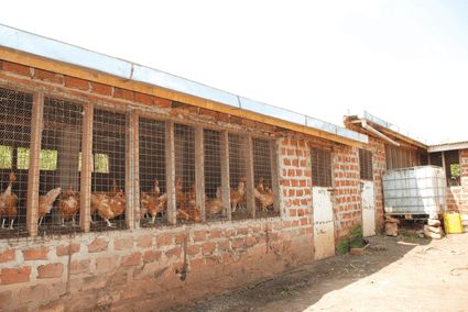 several chickens are in their cages on the side of a building