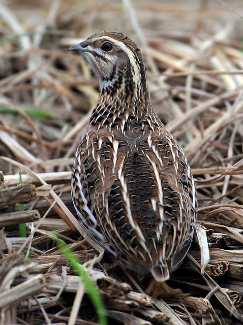 a small bird standing on top of dry grass