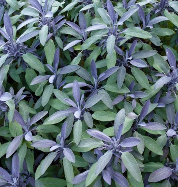 purple flowers are blooming on the green leaves in this garden photo taken from above