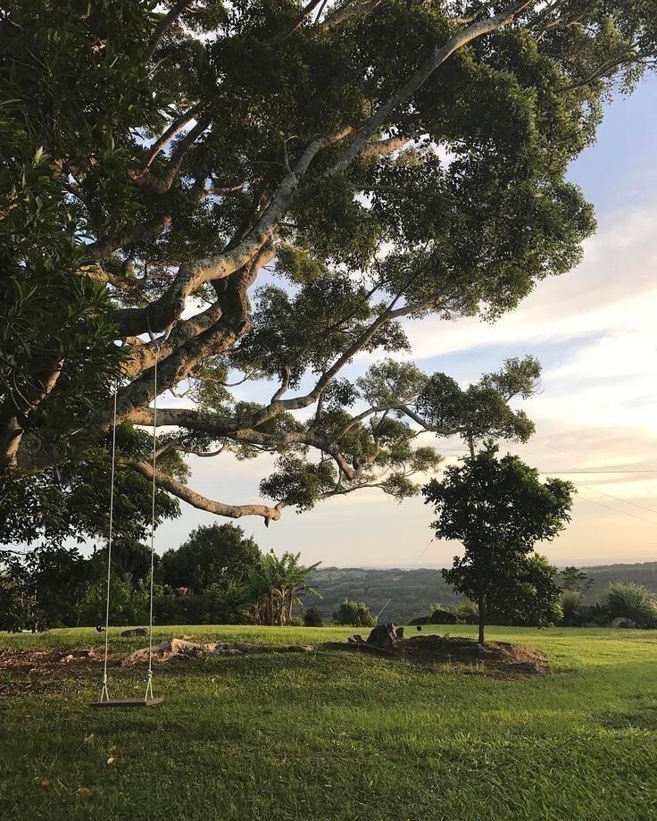 a tree swing in the middle of a grassy field