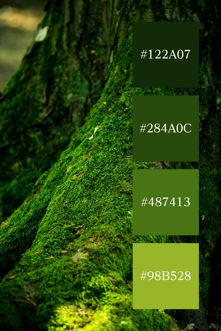 green moss growing on the side of a tree in the woods with text overlaying it