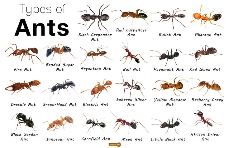 the types of ants on display in an exhibit