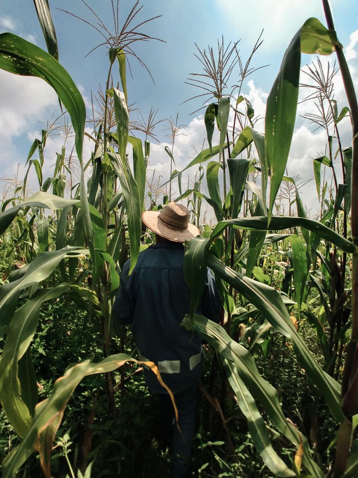 a man in a straw hat walking through a corn field with lots of green plants