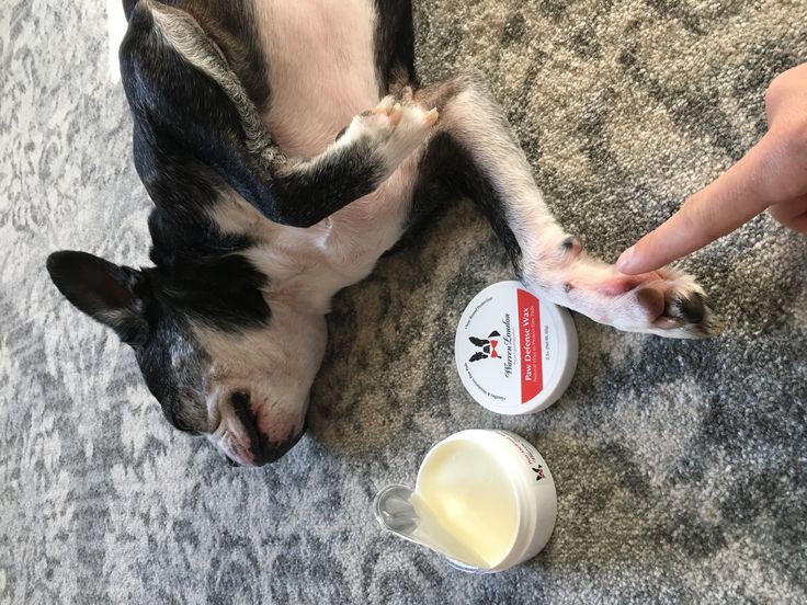 a small dog laying on the floor next to a person's hand and cup