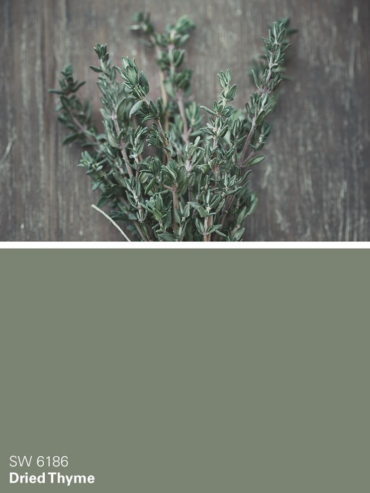 a plant with green leaves is shown in the color gray, and it looks to be dying