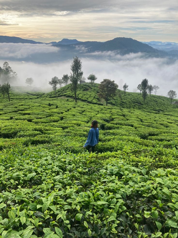 a person standing in the middle of a lush green field with mountains in the background