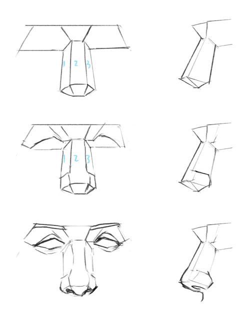 step by step instructions on how to draw an animal's head