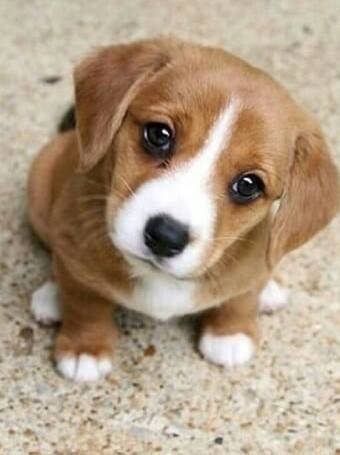 a small brown and white dog sitting on top of a floor