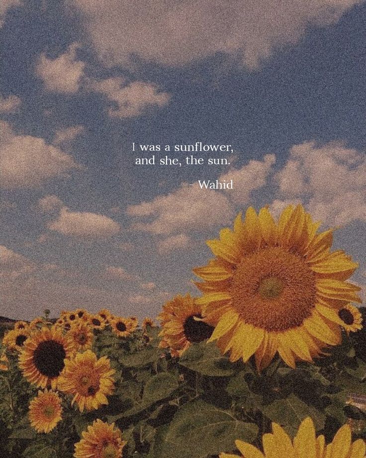 a sunflower field with the quote i was a sunflower, and she's the sun