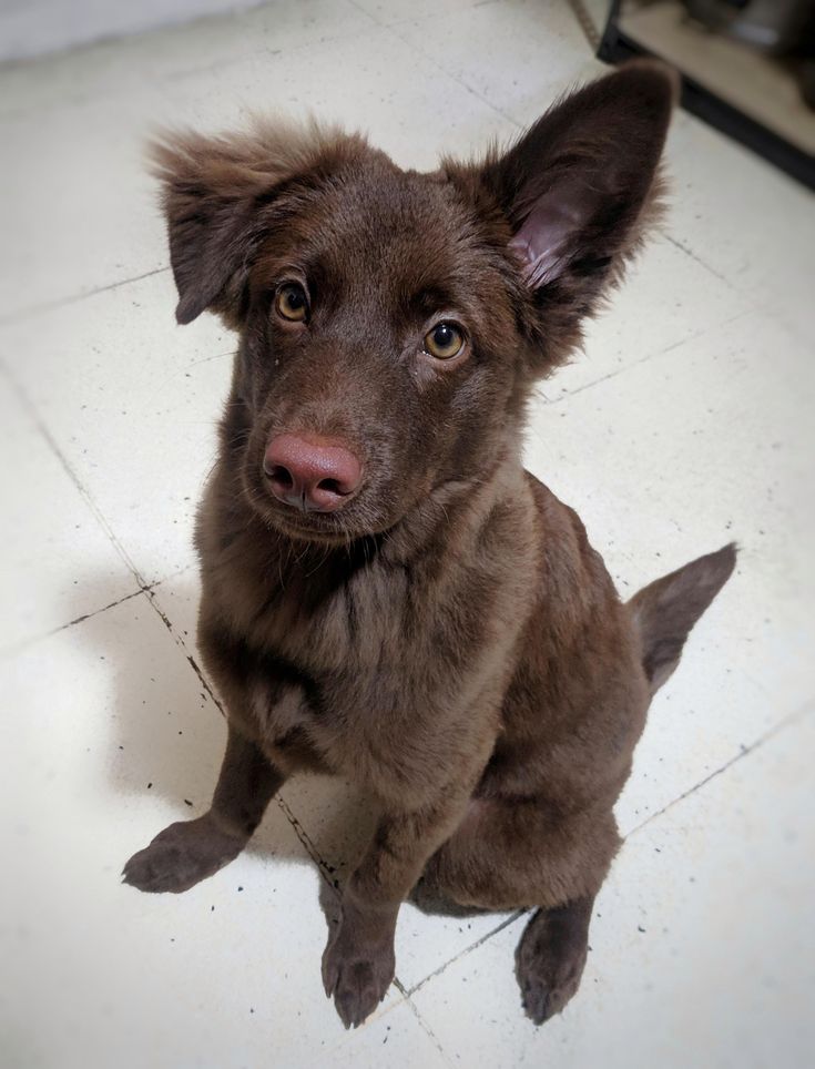 a brown dog sitting on top of a white tile floor