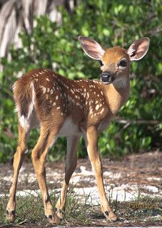 a young deer is standing in the grass