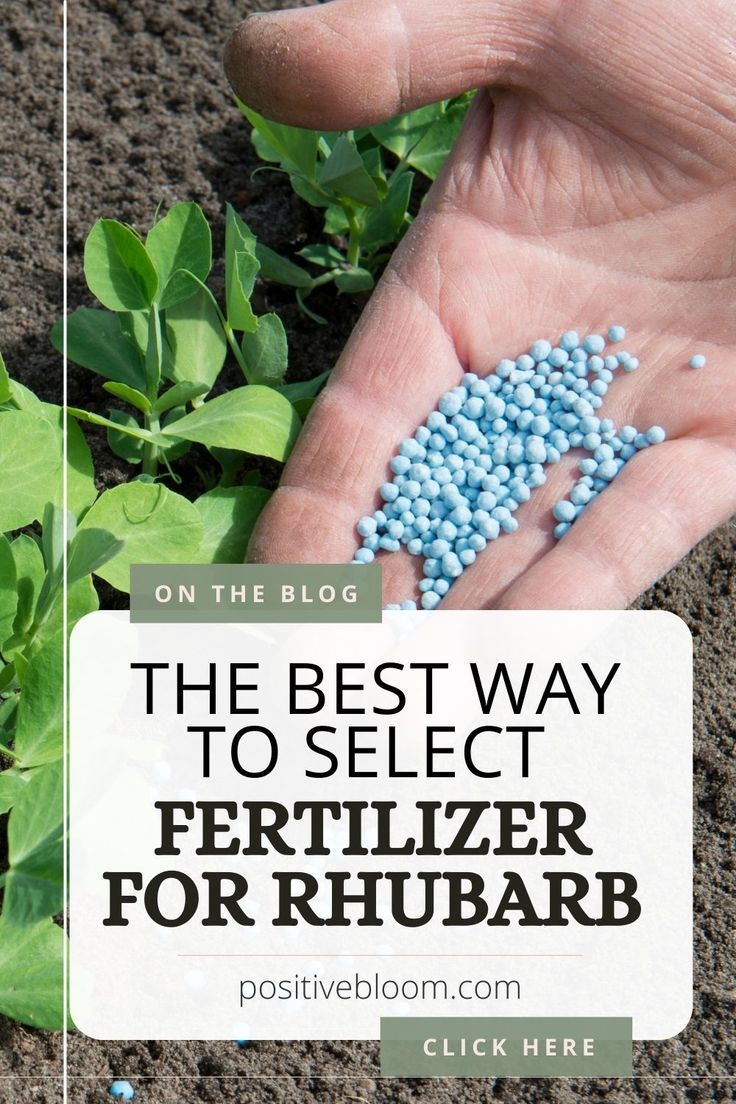 Here’s all you need to know about fertilizer for rhubarb. Learn which type of fertilizer to use and how to apply it. Also, see some great organic options. Easy Rhubarb Recipes, Rhubarb Desserts Recipes, Growing Rhubarb, Repotting Orchids, Food Forest Garden, Rhubarb Plants, Berry Garden, Rhubarb Desserts, Compost Soil