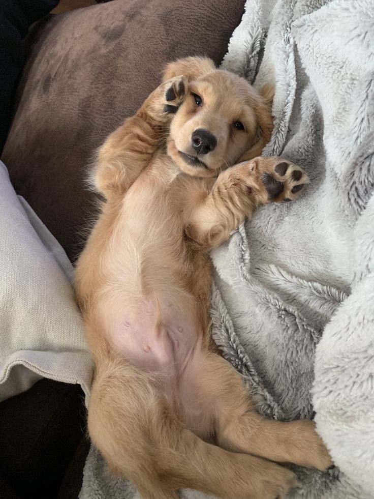 a dog is laying on its back with his paws in the air and it's paw up